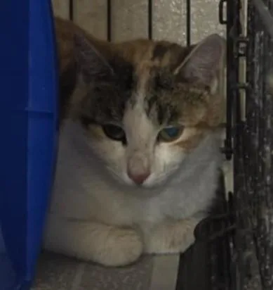 Merryweather thumbnail 3