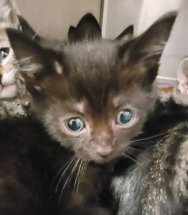 A baby small-sized male Domestic Short Hair cat named Blinky for adoption in Los Angeles, CA