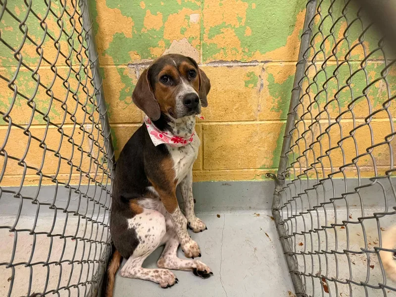 A young large-sized female American Foxhound dog named Clancy for adoption in TULSA, OK