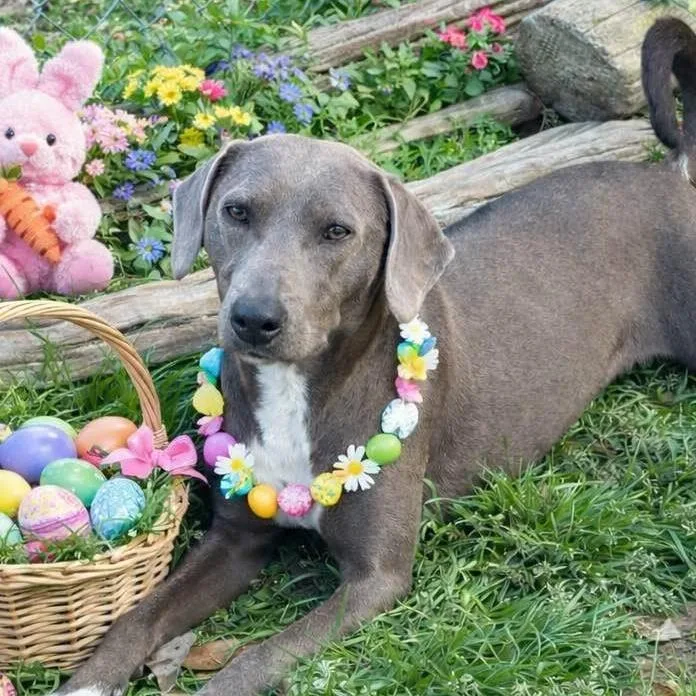 A young medium-sized female Weimaraner dog named Livia for adoption in Locust Fork, AL