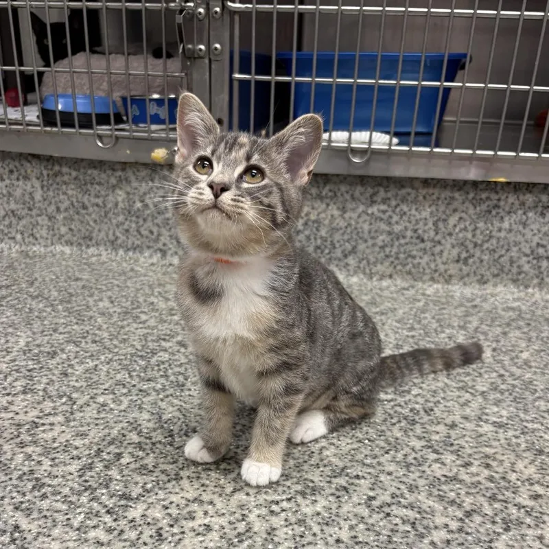 A baby small-sized female Torbie Domestic Short Hair cat named Nehi for adoption in Falls Church, VA
