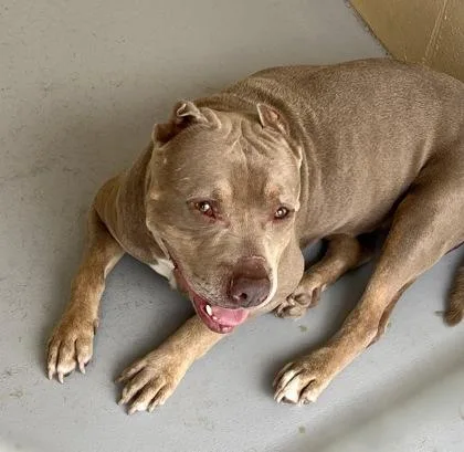 An adult large-sized male Brown / Chocolate Pit Bull Terrier dog named Cruz for adoption in Harlingen, TX