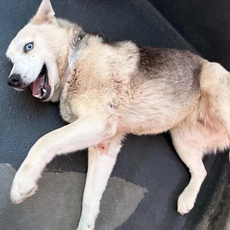An adult medium-sized female Black Siberian Husky dog named Ulf White for adoption in Pasadena, CA
