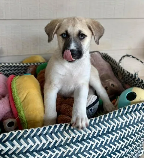 A baby large-sized female White / Cream Beagle dog named Viviana for adoption in Vernon, CT