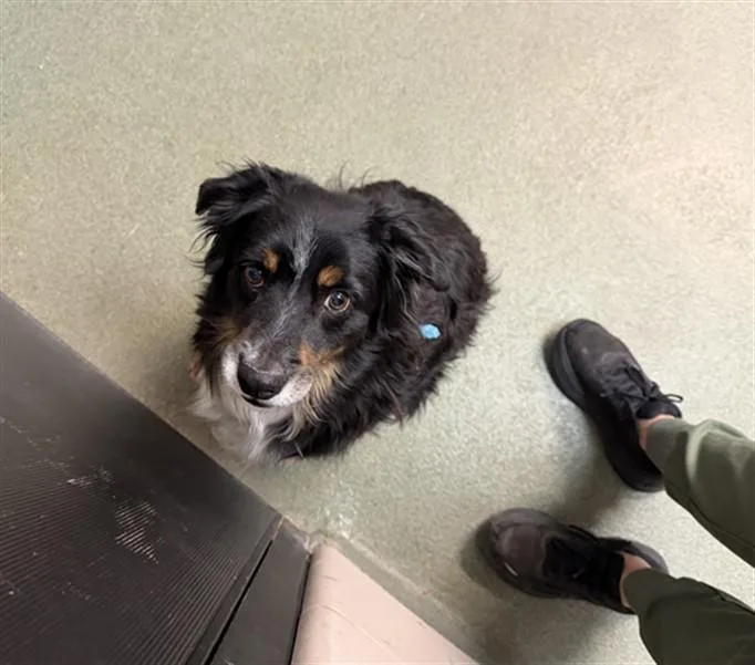 An adult small-sized male Mixed Breed dog named Boone for adoption in Santa Fe, NM