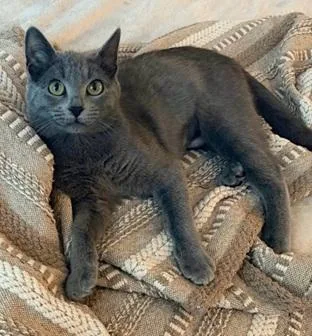 A young medium-sized female Gray / Blue / Silver Domestic Short Hair cat named Bluebell for adoption in San Francisco, CA
