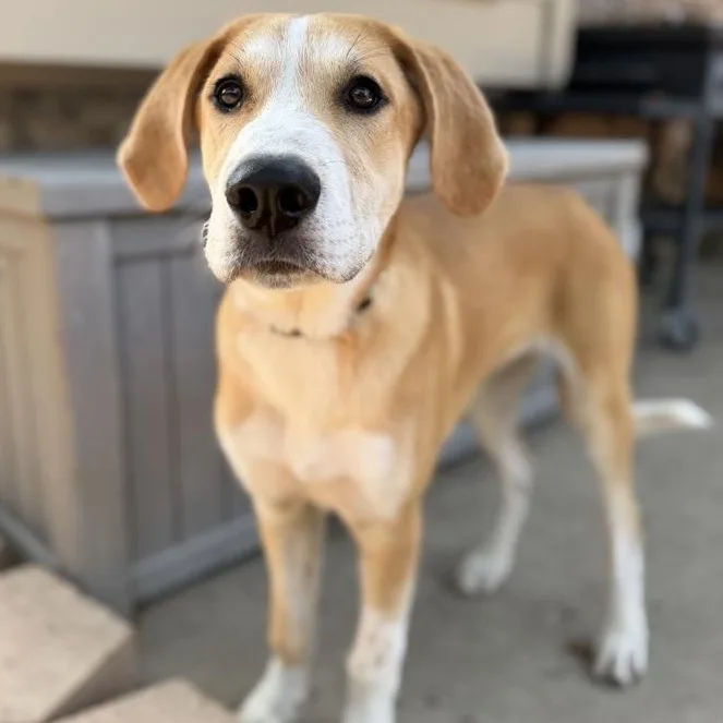 A baby large-sized female Labrador Retriever dog named Georgia for adoption in Krum, TX