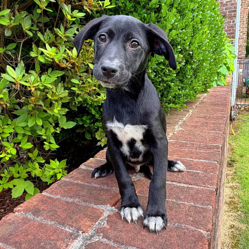A baby medium-sized male Black Mixed Breed dog named Sputnik for adoption in Brownsboro, AL