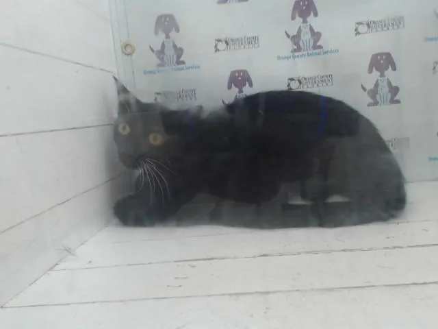 A young small-sized female Domestic Short Hair cat named Ochoa for adoption in Orlando, FL