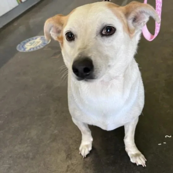 An adult medium-sized female Australian Cattle Dog / Blue Heeler dog named Cupcake for adoption in Los Angeles, CA