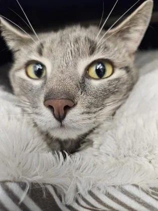 An adult small-sized male Domestic Short Hair cat named Milo for adoption in Scotia, NY