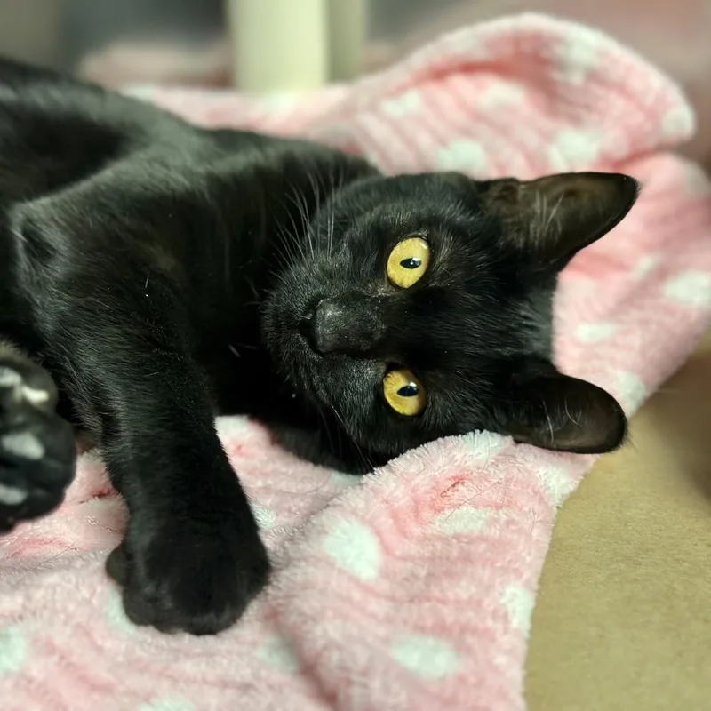 A young medium-sized female Black Domestic Short Hair cat named Daisy for adoption in Manahawkin, NJ