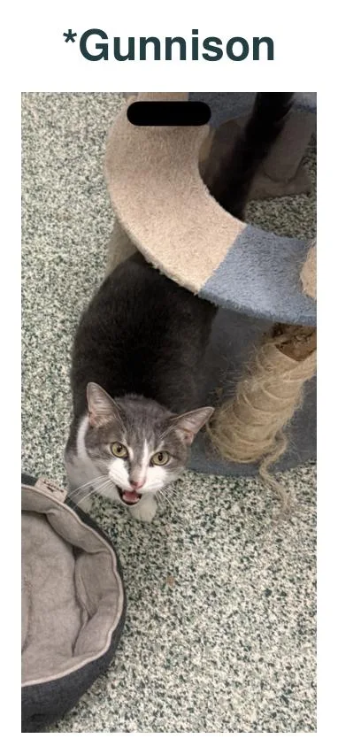 An adult large-sized male Gray & White Domestic Short Hair cat named Gunnison for adoption in Richland Center, WI