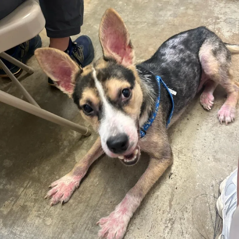 A baby medium-sized male Black Mixed Breed dog named Baxter for adoption in Houston, TX