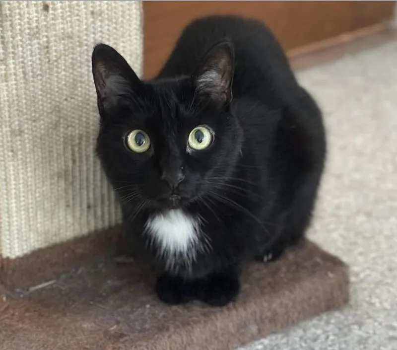 An adult medium-sized female Black & White / Tuxedo Domestic Short Hair cat named Bella & Lucy for adoption in Cincinnati, OH