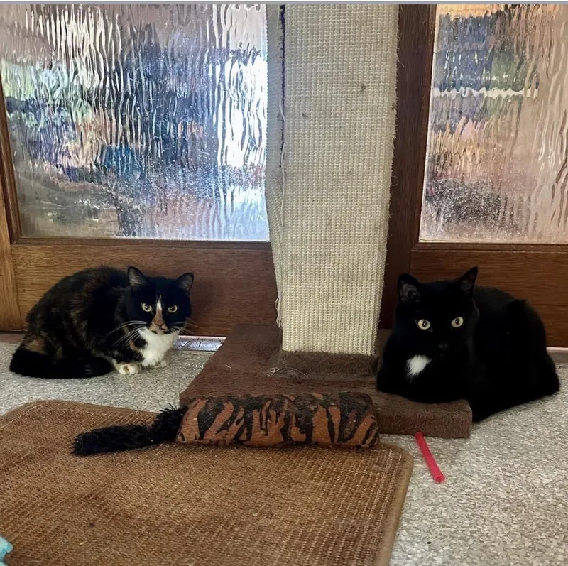 Bella & Lucy thumbnail 3