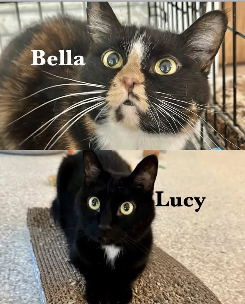 Bella & Lucy thumbnail 6