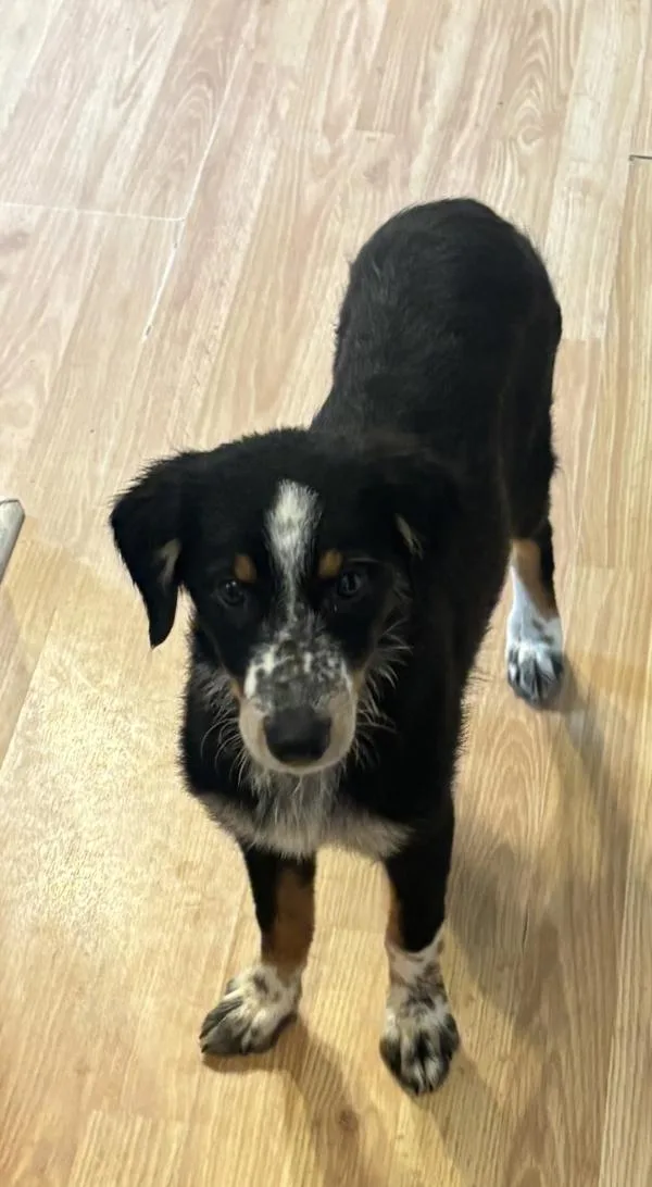 A baby medium-sized female Australian Shepherd dog named Daisy for adoption in Salisbury, MD