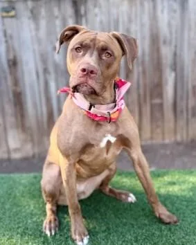 An adult large-sized female Pit Bull Terrier dog named Priya for adoption in Washington, DC