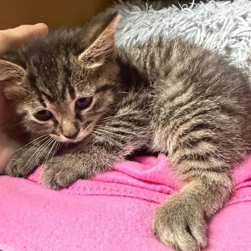 A baby small-sized male Gray / Blue / Silver Domestic Short Hair cat named Doug for adoption in Madisonville, KY