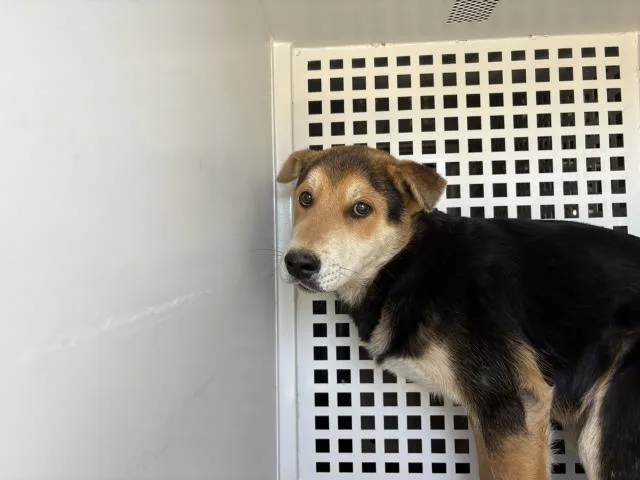 A young small-sized male Shar-Pei dog named Petrie for adoption in Riverside, CA