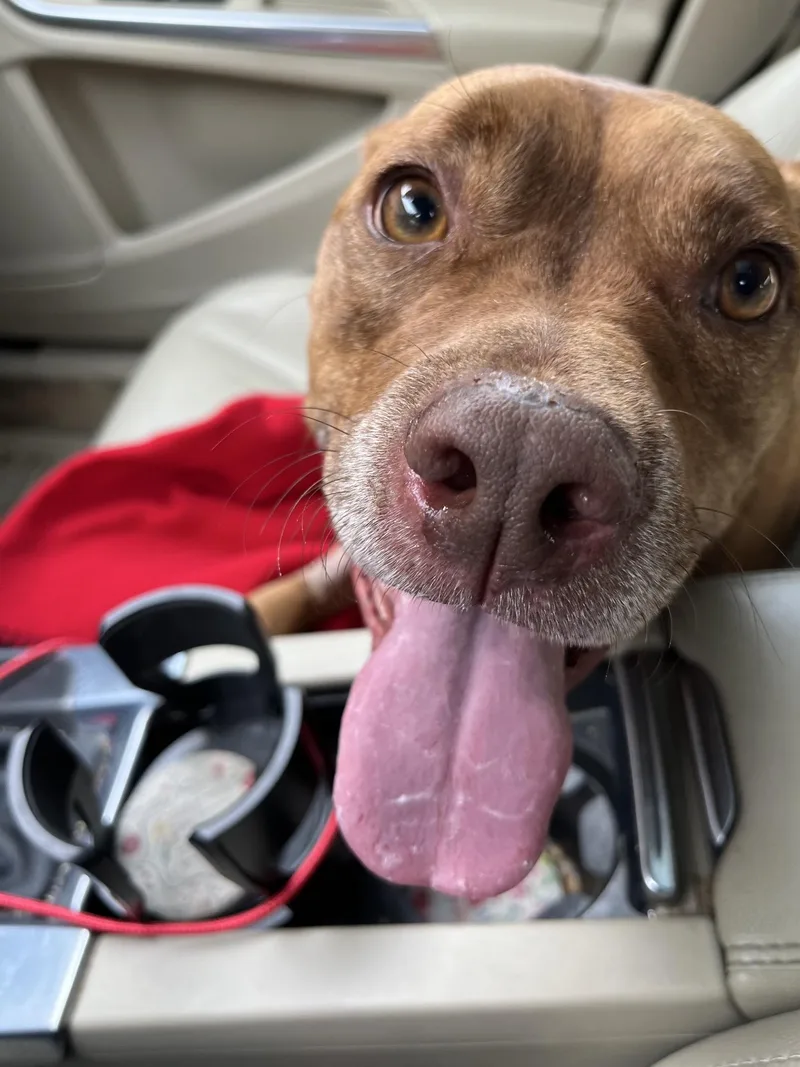 An adult medium-sized male Brown / Chocolate Pit Bull Terrier dog named Wilson for adoption in Richmond, VA
