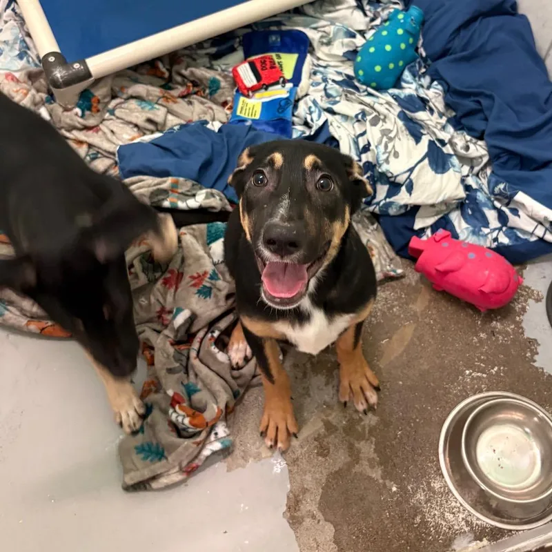 A baby medium-sized female Black Mixed Breed dog named Wendy for adoption in Charleston, WV