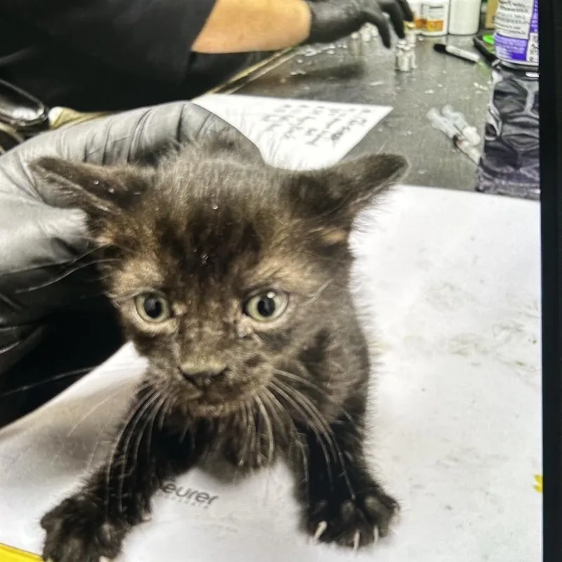 A baby small-sized male Black Domestic Short Hair cat named Leo for adoption in Lufkin, TX