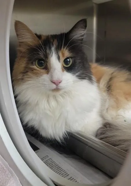 An adult medium-sized female Domestic Medium Hair cat named Cashmere for adoption in Saint Peters, MO