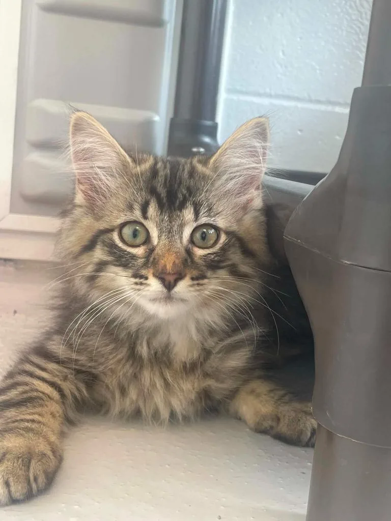 A baby medium-sized male Domestic Long Hair cat named Benjamin for adoption in Hamilton, OH
