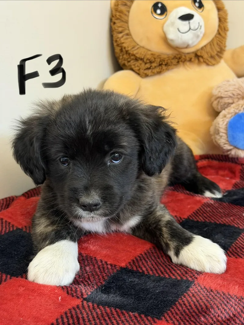 A baby medium-sized female Apricot / Beige Border Collie dog named Keta for adoption in Hamilton , NJ