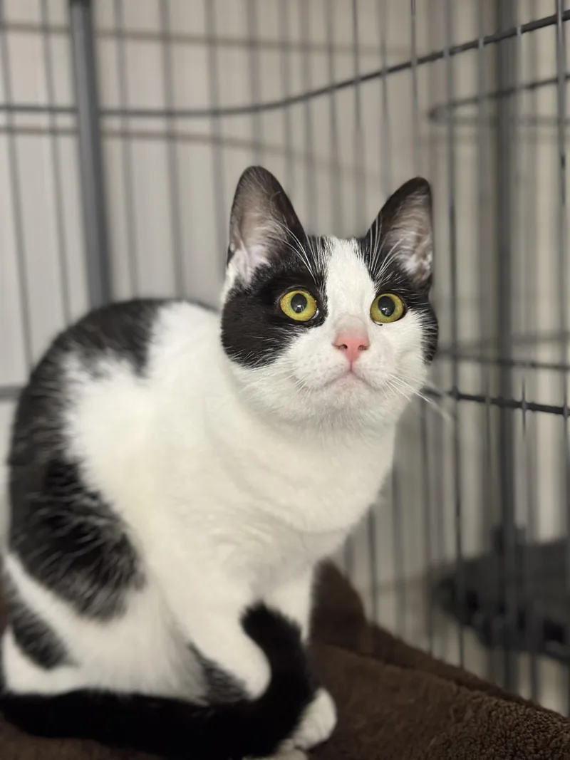 A young medium-sized female Black & White / Tuxedo Domestic Short Hair cat named Rita for adoption in Tyrone, PA