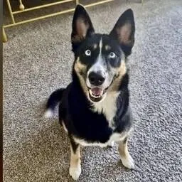 An adult medium-sized female Black Shepherd dog named Taivas for adoption in Houston, TX