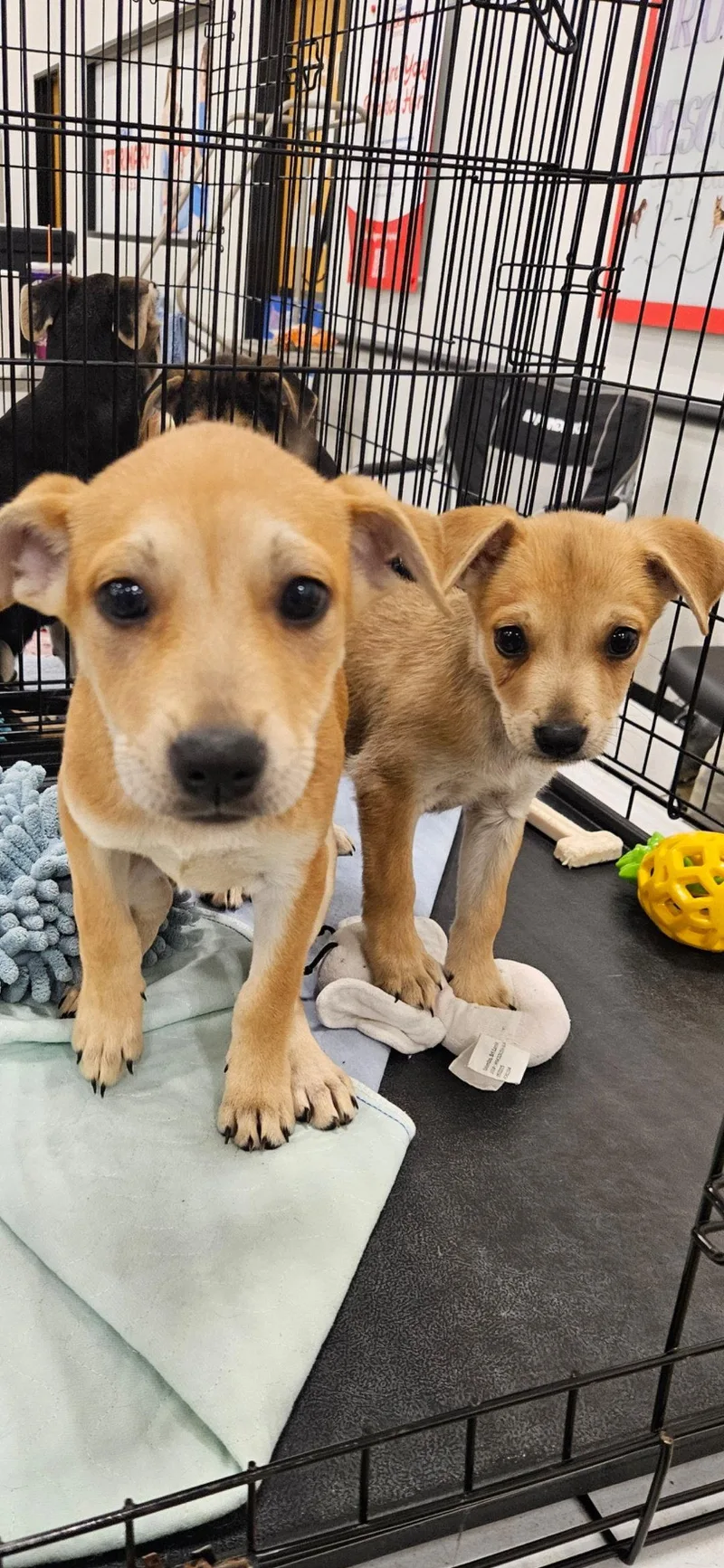 A baby medium-sized female Chihuahua dog named Crawford Cuties for adoption in Brooksville, FL
