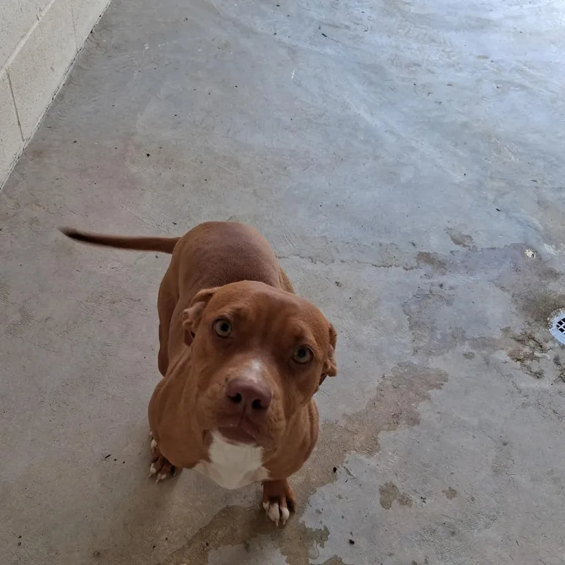 A young medium-sized female Pit Bull Terrier dog named Sally for adoption in LOXAHATCHEE, FL