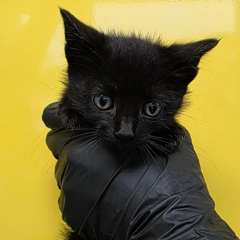A baby small-sized female Black Domestic Short Hair cat named Sea Horse for adoption in Abilene, TX