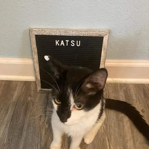 An adult medium-sized female Black Domestic Short Hair cat named Katsu C for adoption in Princeton, MN