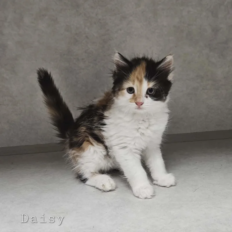 Daisy thumbnail 2