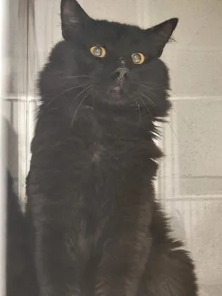 An adult medium-sized male Domestic Long Hair cat named Panther for adoption in Gastonia, NC