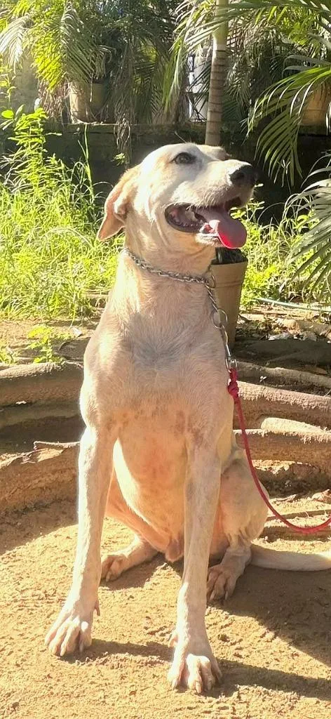 An adult medium-sized male Labrador Retriever dog named Huesos for adoption in San Diego, CA