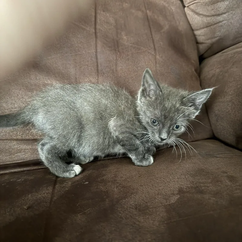 A young small-sized female Domestic Short Hair cat named Andie for adoption in Randolph, AL