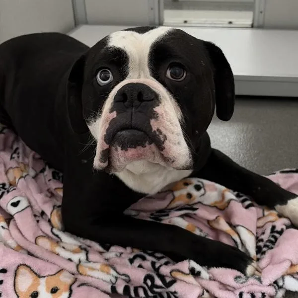 A young large-sized male American Bulldog dog named Abner for adoption in Des Moines, IA
