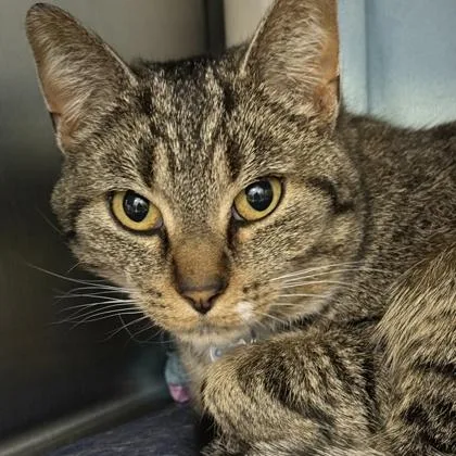 An adult medium-sized female Tabby (Buff / Tan / Fawn) Domestic Short Hair cat named Pebbles for adoption in Lansing, MI