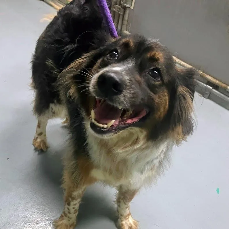An adult medium-sized male Brown / Chocolate Mixed Breed dog named Pj for adoption in DeKalb, IL