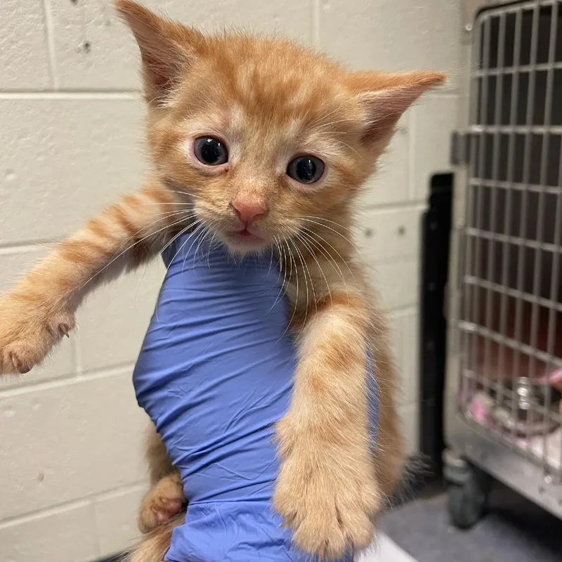 A baby small-sized male Orange / Red Domestic Short Hair cat named Doodad for adoption in Charlottesville, VA