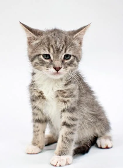 A baby small-sized male Domestic Short Hair cat named Habanero for adoption in Morton Grove, IL