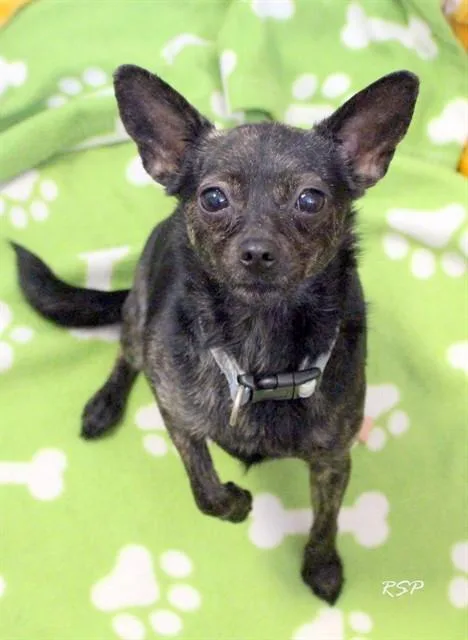 A young small-sized female Chihuahua dog named Galaxy for adoption in Fort Wayne, IN
