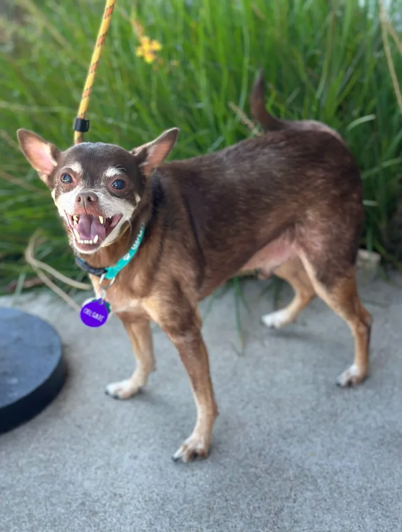 A senior small-sized male Chihuahua dog named Colgate Toothpaste for adoption in Pittsburg, CA