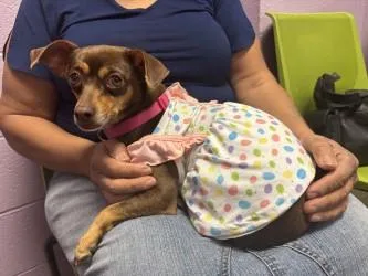 An adult small-sized female Brown / Chocolate Chihuahua dog named Mia for adoption in El Paso, TX