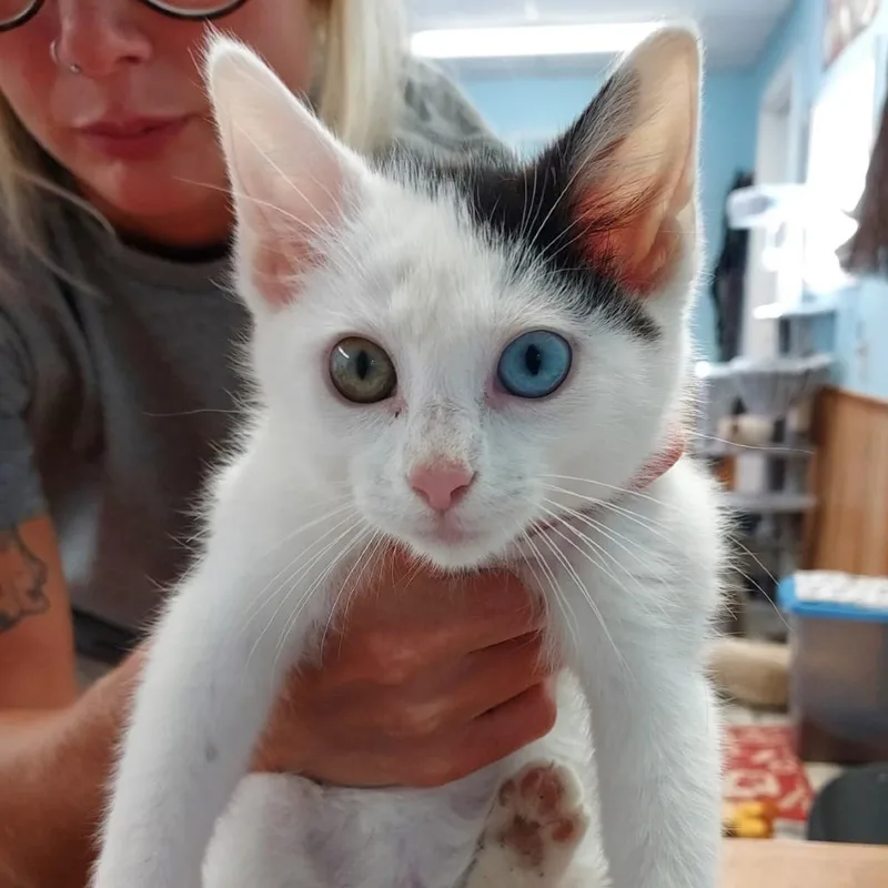 A baby small-sized male White Domestic Short Hair cat named Butters for adoption in Hinsdale, IL